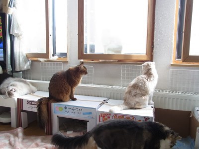 「猫だらけ」