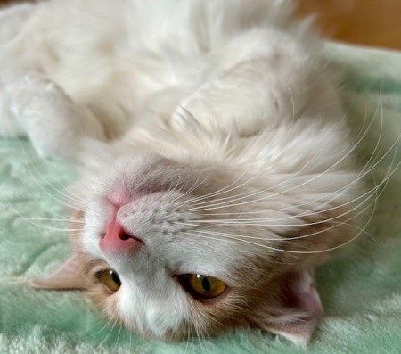 thumbnail_IMG_8364 (1)