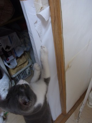 「猫だらけ」
