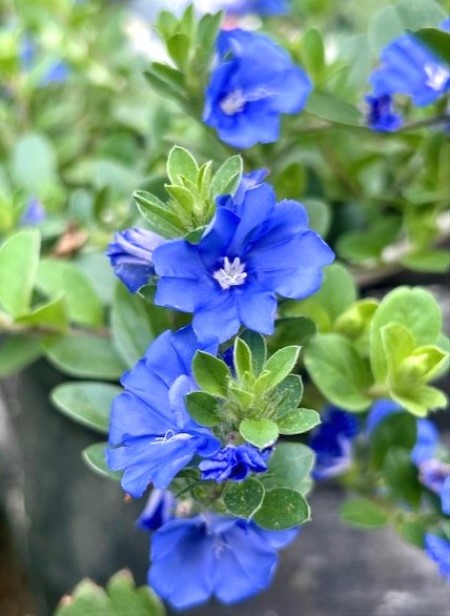 thumbnail_IMG_9929