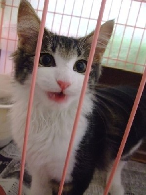 「猫だらけ」