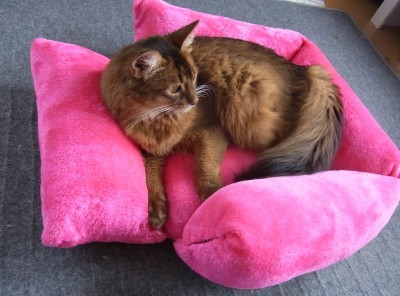 「猫だらけ」