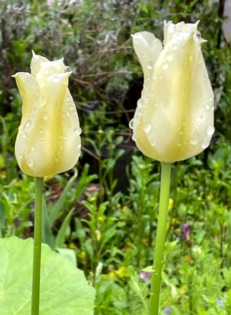 thumbnail_IMG_0650