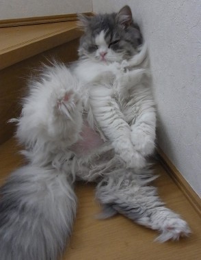 「猫だらけ」