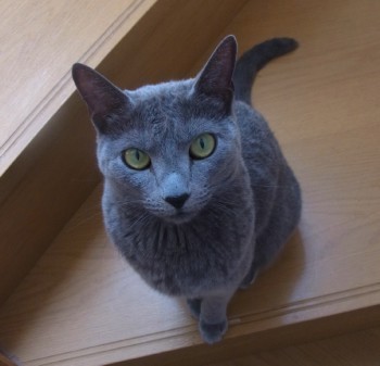「猫だらけ」