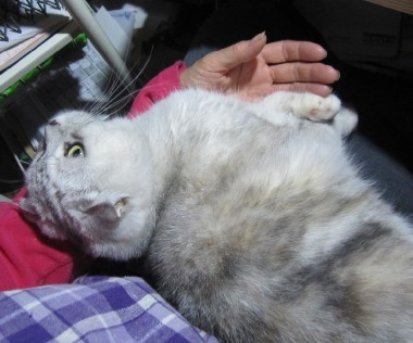 「猫だらけ」