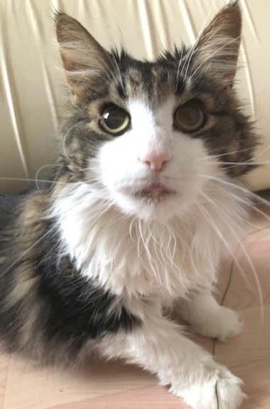猫 の チン こ トゲ 猫 の チン こ トゲ