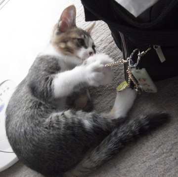 「猫だらけ」
