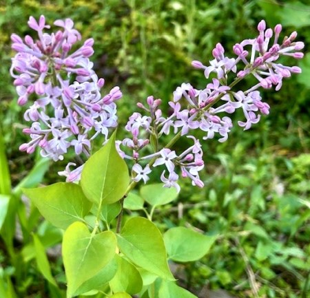 thumbnail_IMG_6411 (1)