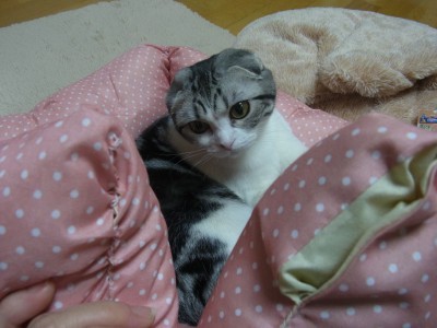 「猫だらけ」