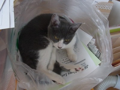 「猫だらけ」