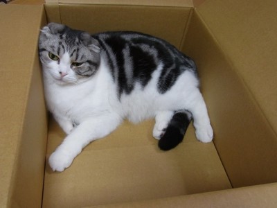 「猫だらけ」