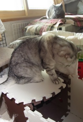「猫だらけ」