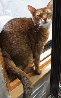 「猫だらけ」