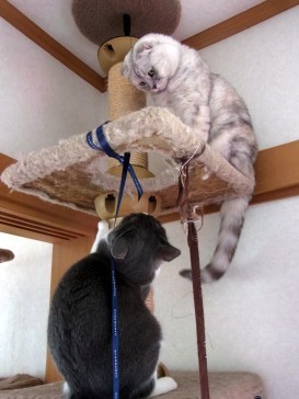 「猫だらけ」