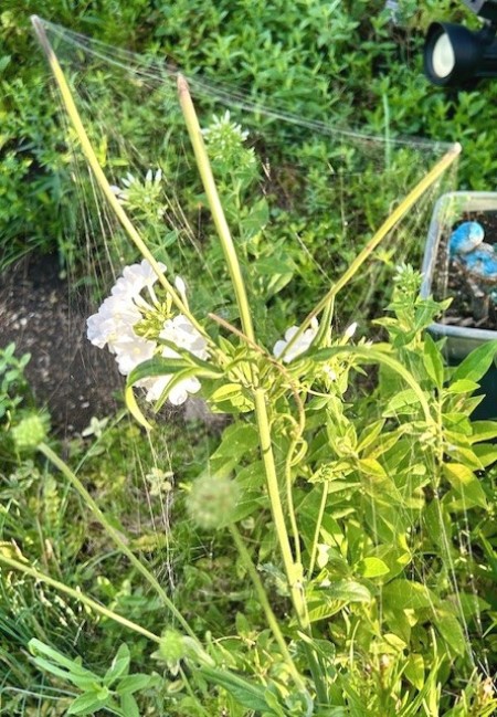 thumbnail_IMG_0268 (1)