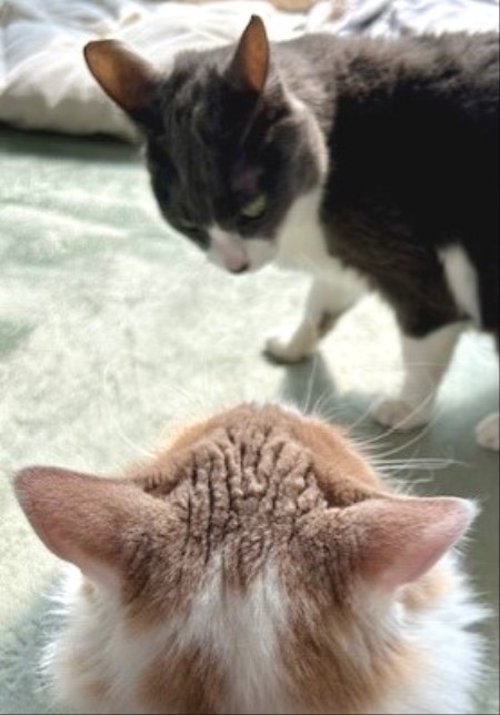 thumbnail_IMG_3365 (1)