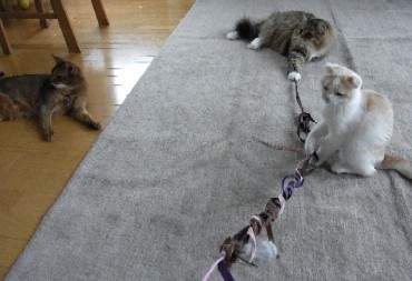 「猫だらけ」