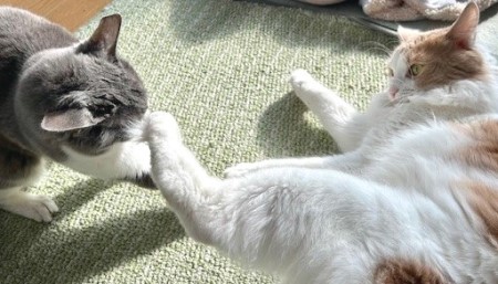 cae5db44-58ce-445f-8a50-1b2aac9c008c