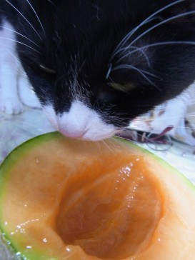「猫だらけ」
