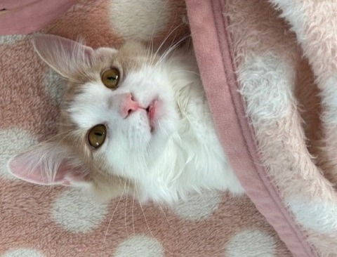 thumbnail_IMG_4886 (1)