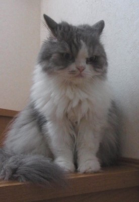 「猫だらけ」