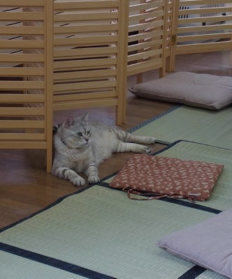 「猫だらけ」