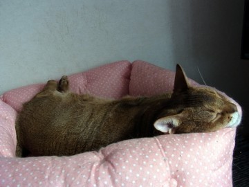 「猫だらけ」