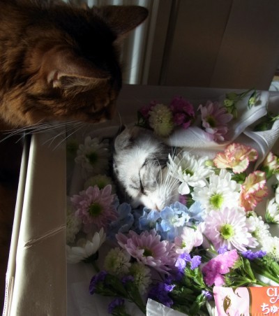 「猫だらけ」