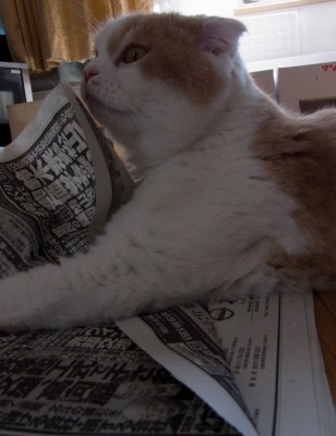 「猫だらけ」