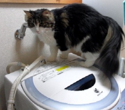 「猫だらけ」