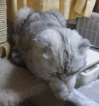 「猫だらけ」