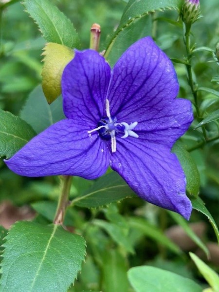 thumbnail_IMG_2674 (1)