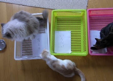 「猫だらけ」
