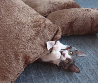 「猫だらけ」