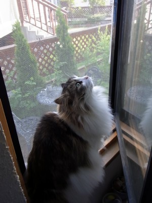 「猫だらけ」
