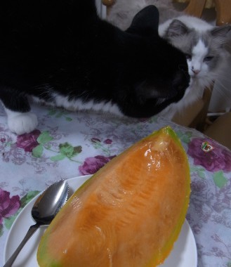 「猫だらけ」