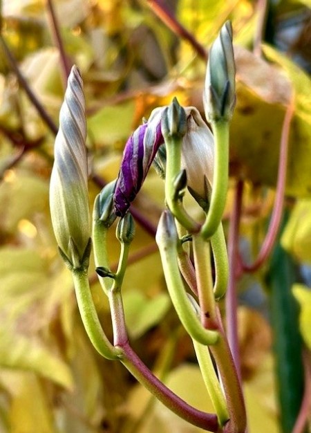 thumbnail_IMG_4417 (1)