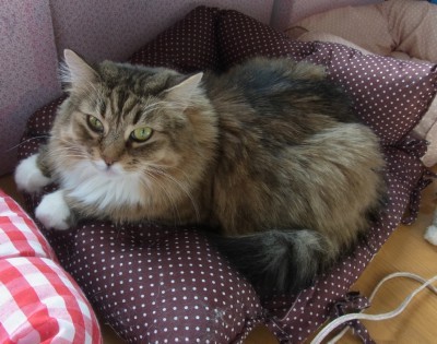 「猫だらけ」