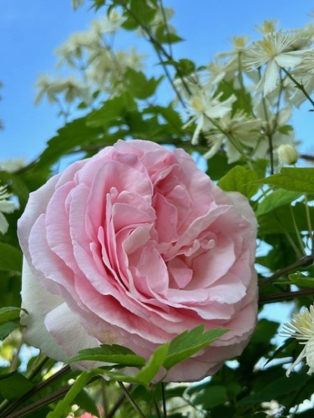 thumbnail_IMG_8425 (1)