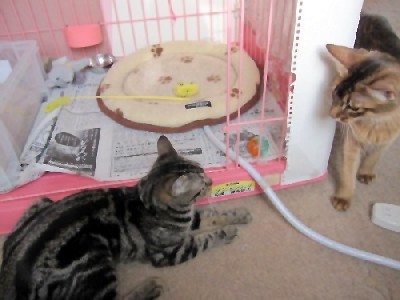 「猫だらけ」