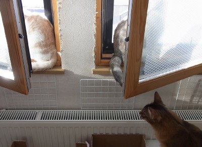 「猫だらけ」