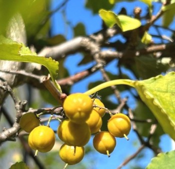 thumbnail_IMG_6961 (2)