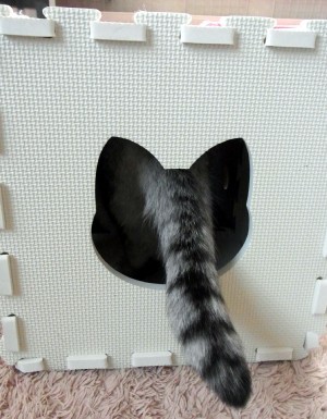 「猫だらけ」