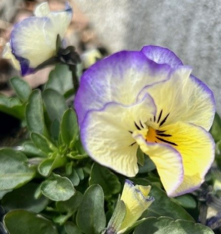 thumbnail_IMG_4225 (1)