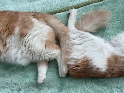 thumbnail_IMG_3934 (1)