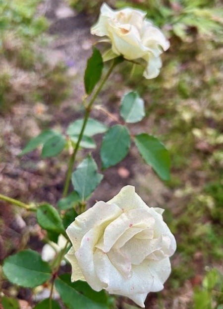 thumbnail_IMG_8384 (1)