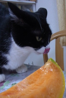 「猫だらけ」
