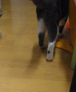 「猫だらけ」