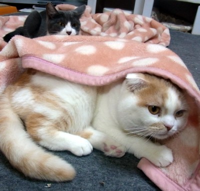 「猫だらけ」